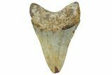 Fossil Megalodon Tooth - North Carolina #258112-1